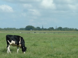 Boerderijcamping; Wakker worden met uitzicht