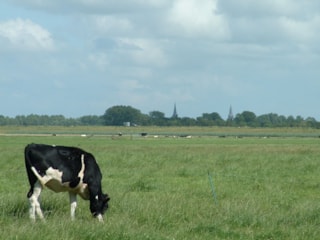 Boerderijcamping; Wakker worden met uitzicht